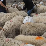ارتفاع الاقبال على الاضاحي في ثاني أيام العيد