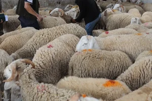 ارتفاع الاقبال على الاضاحي في ثاني أيام العيد