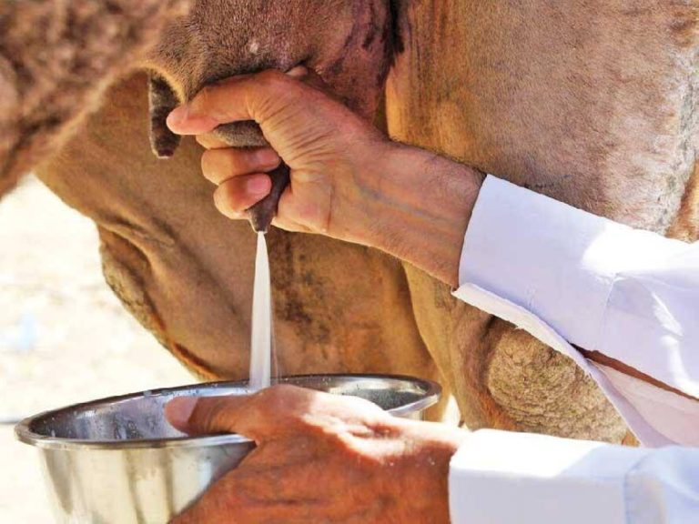 حليب الإبل والتوحد.. ماذا يقول العلم فعلاً؟