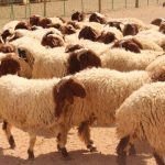 ارتفاع غير مسبوق بأسعار الأضاحي في الأردن .. والروماني يتفوق على البلدي