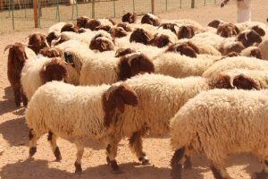 ارتفاع غير مسبوق بأسعار الأضاحي في الأردن .. والروماني يتفوق على البلدي