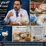 “الدجاج المهرمن” تحت المجهر… طبيب بيطري يفنّد الشائعات ويحذر من نشر الذعر الغذائي
