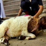 ذبح ١٢٠ الف اضحية في العيد