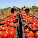 ارتفاع الاكتفاء الذاتي الغذائي في الأردن إلى 61.4%