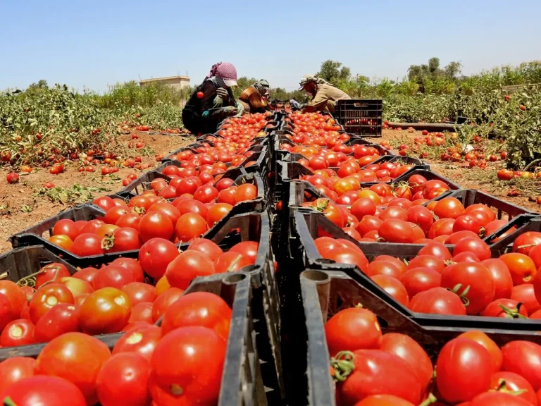 ارتفاع الاكتفاء الذاتي الغذائي في الأردن إلى 61.4%