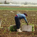 ترحيل 900 عامل مخالف منذ مطلع العام