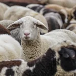 الزراعة تكشف اسباب وقف استيراد اللحوم من رومانيا
