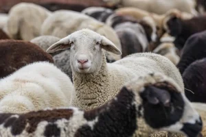 الزراعة تكشف اسباب وقف استيراد اللحوم من رومانيا