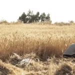 اتحاد المزارعين: إنتاج المحاصيل وصل لأكثر من 400 كغ للدونم