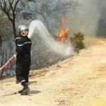 الأردن.. أكثر من 6 آلاف شجرة احترقت في عامين