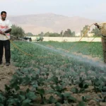 هل أصبح الأردن مكتفياً غذائياً؟ وزير الزراعة يكشف أرقاماً لافتة