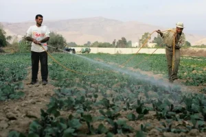 هل أصبح الأردن مكتفياً غذائياً؟ وزير الزراعة يكشف أرقاماً لافتة