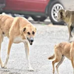 كلب ضال يهاجم طفلين في مادبا