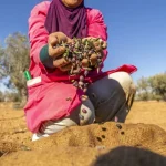 تونس تجني 1.6 مليار دولار من زيت الزيتون