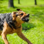الكلاب الضالة تحاصر أحياء مدينة الشرق
