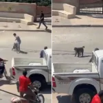 قرود هاربة من حديقة حيوانات ترعب سكان مدينة سورية – فيديو
