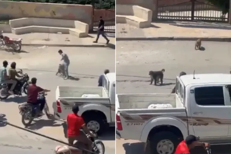 قرود هاربة من حديقة حيوانات ترعب سكان مدينة سورية – فيديو