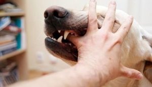 عضة الكلب .. 3 أخطاء يجب تجنبها وخطوات إسعافية قد تنقذ الحياة من داء السعار