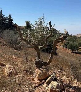 الاعتداء على أكثر من 50 شجرة زيتون