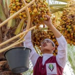 السعودية تتصدر صادرات التمور عالميا للعام الرابع بقيمة 517 مليون دولار