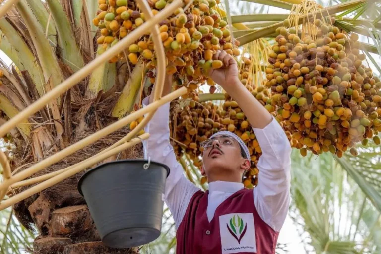 السعودية تتصدر صادرات التمور عالميا للعام الرابع بقيمة 517 مليون دولار